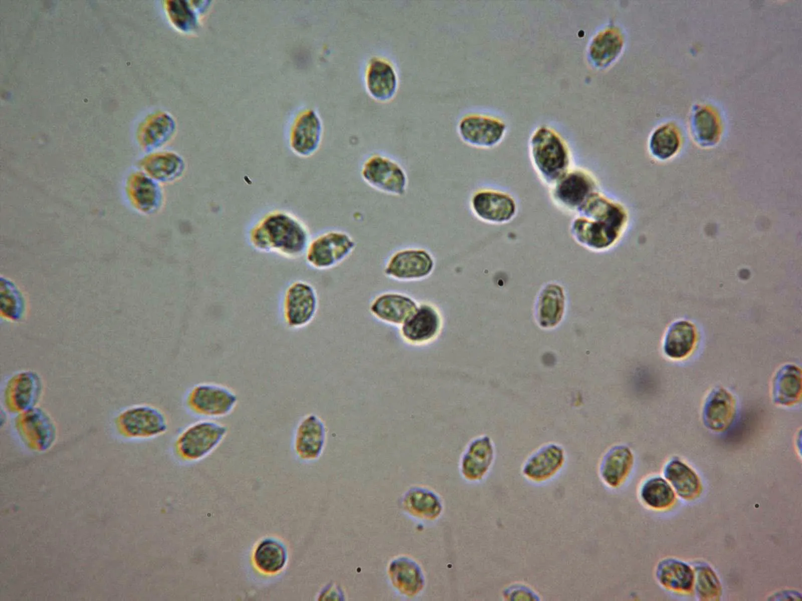 Microscopía de Lepista luscina - 10 -Esporas